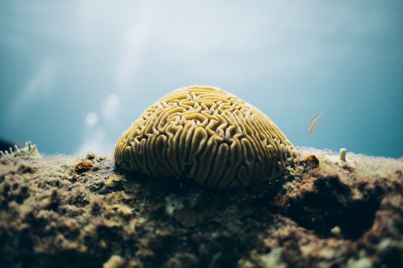 A healthy coral.