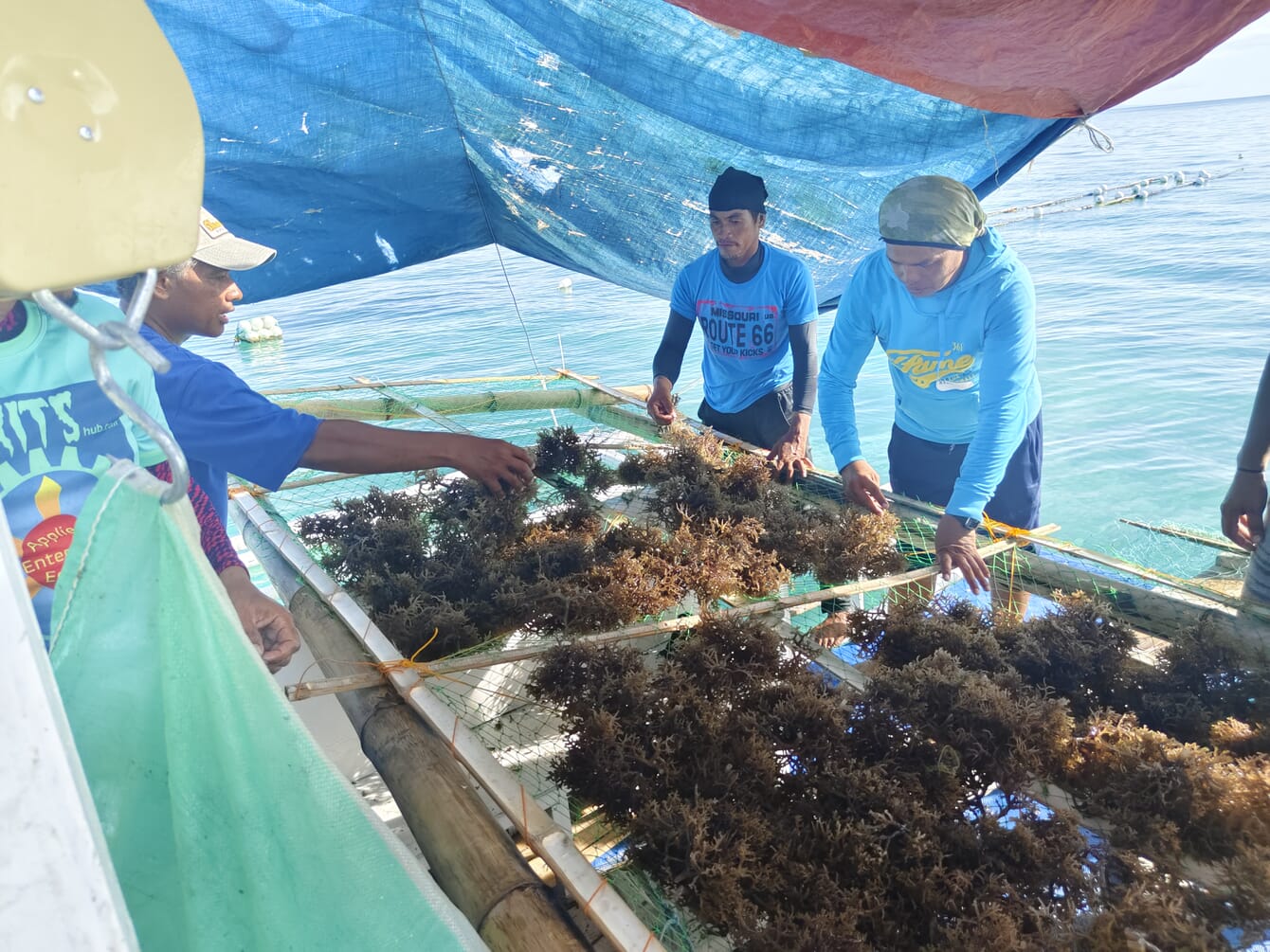 Seaweed farmers with their harvest in the Philippines.