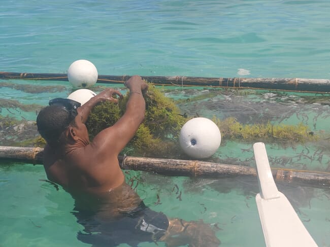 A seaweed farmer harvesting his crop.