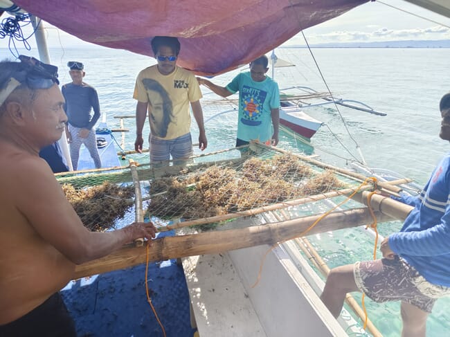 Seaweed farmers harvesting crop in the Philippines.