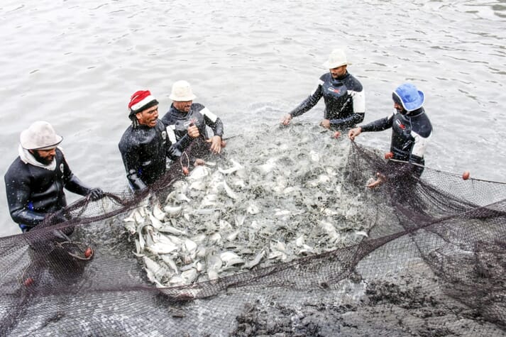 workers harvesting fish