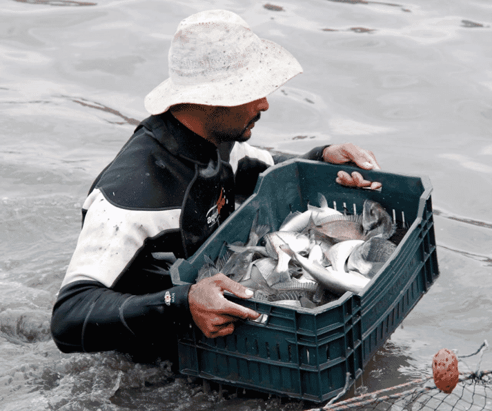 aquaculture technician holding a basket of fish
