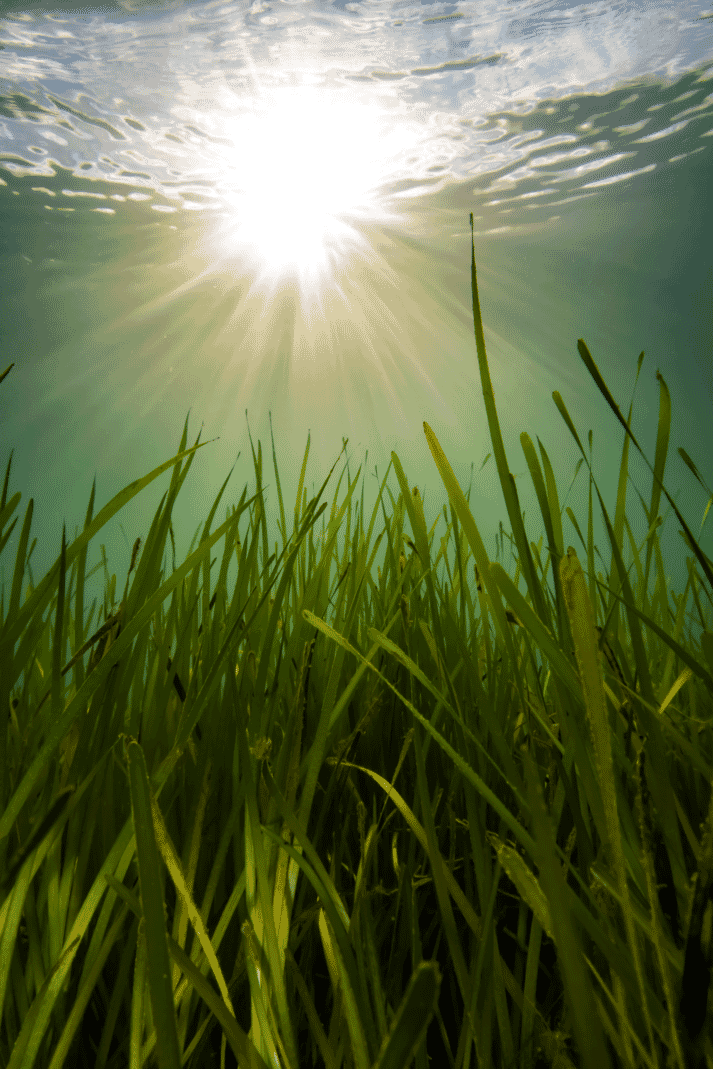 A prize-winning image of a seagrass meadow in Castle Cove, Weymouth