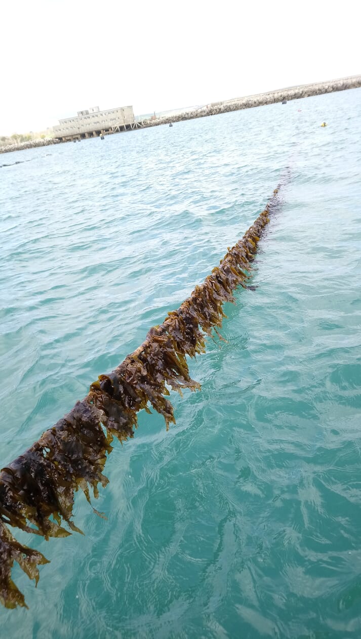 One of Jurassic Sea Farms' kelp lines