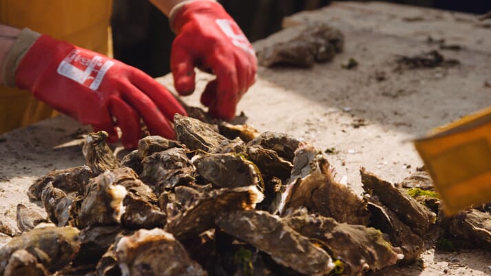 person sorting oysters