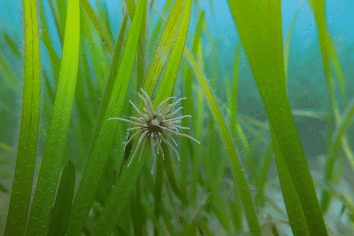 A snakelocks anemone in a seagrass meadow
