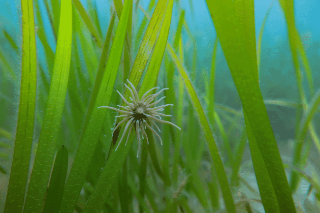 Seagrass protection and restoration project launched