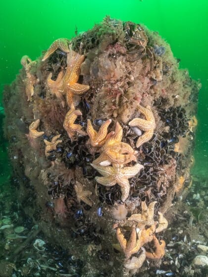 starfish on a cement cube