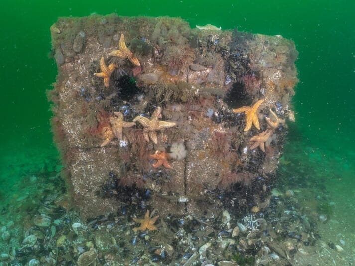 Concrete cube with starfish