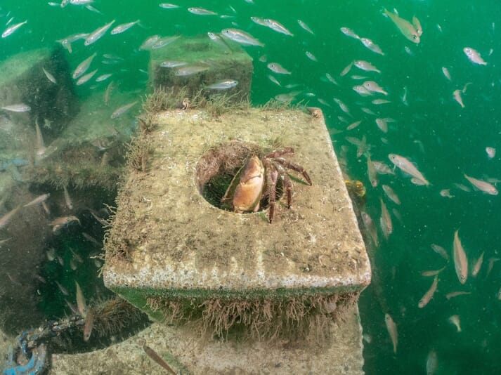 crabs and fish near a cement cube