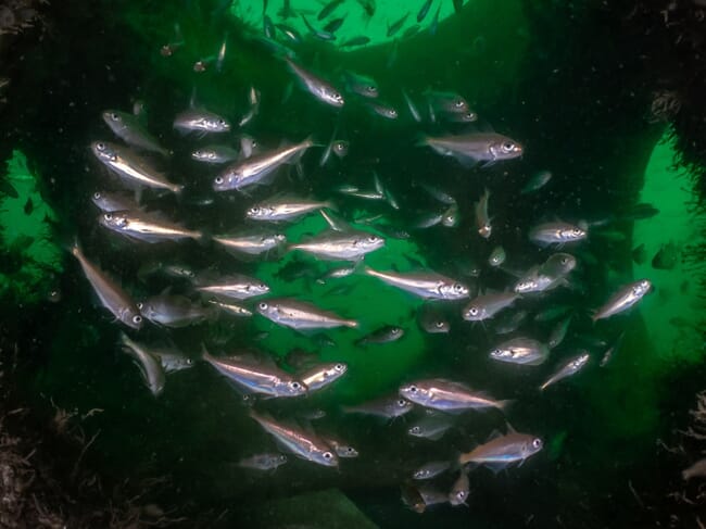 cod shoaling under a concrete cube