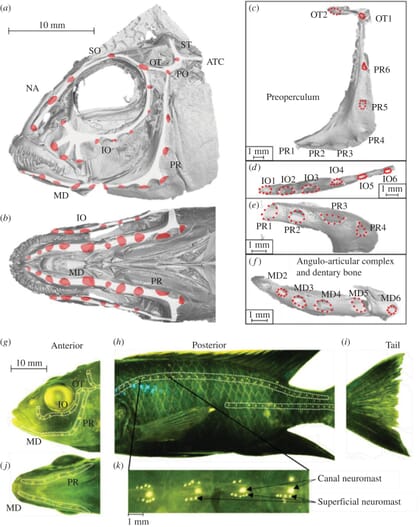 schematic of fish anatomy