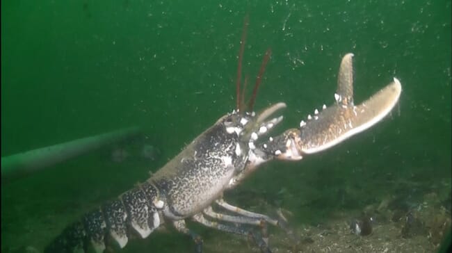 A lobster on the seabed