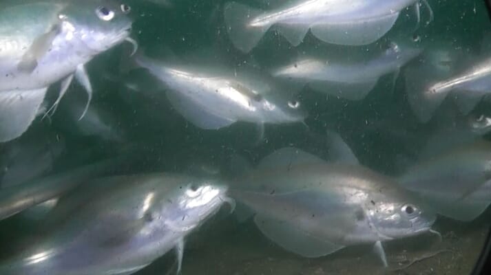 The farm has increased biodiveristy, including increasing numbers of fish such as pouting