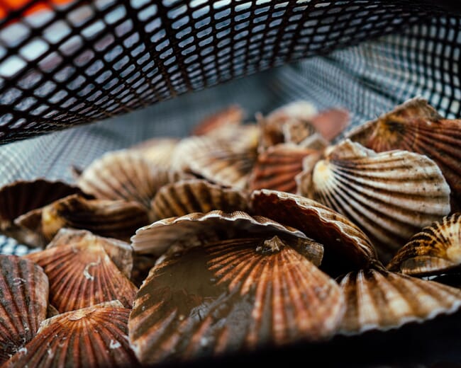 farmed scallops