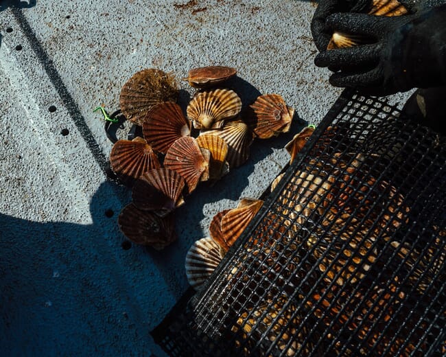 farmed scallops in a boat