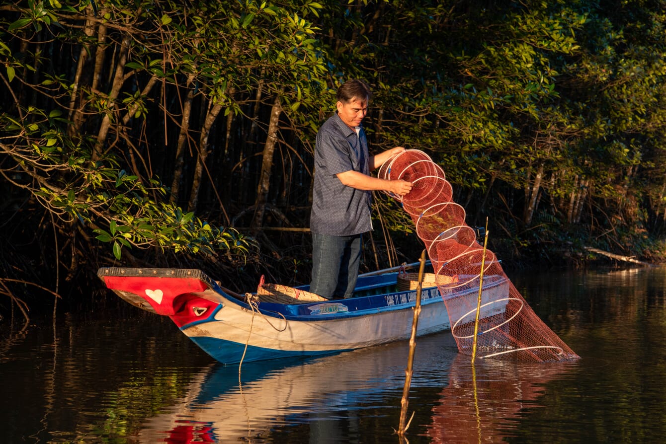 Mangrove shrimp farming.