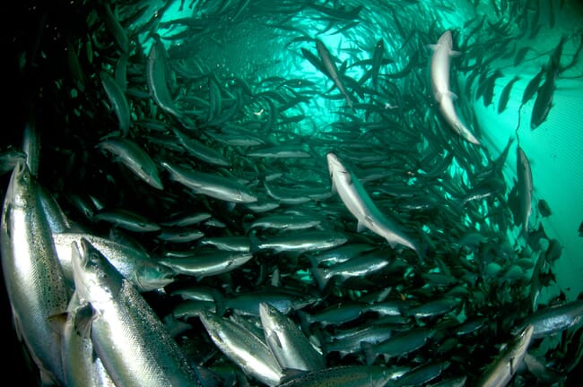 farmed salmon swimming under water