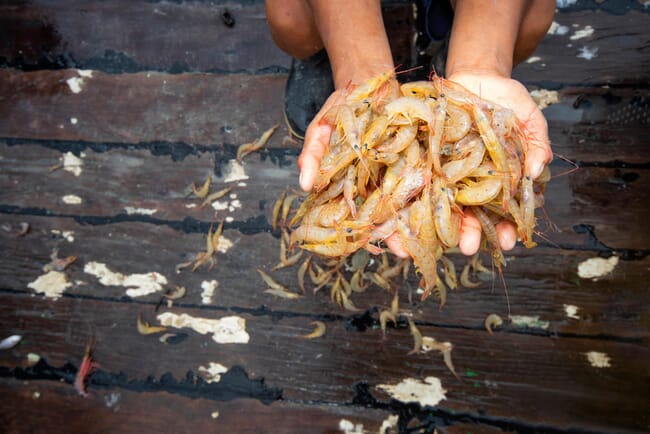 person holding farmed shrimp
