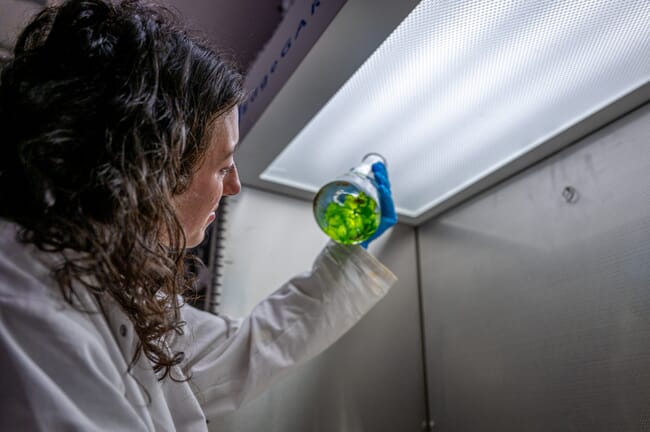 Person in a lab looking at algae