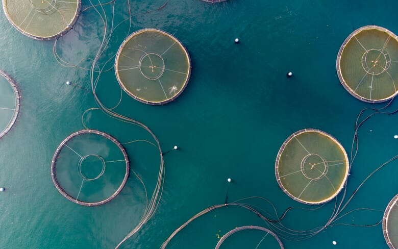 How to Farm Atlantic Cod | The Fish Site