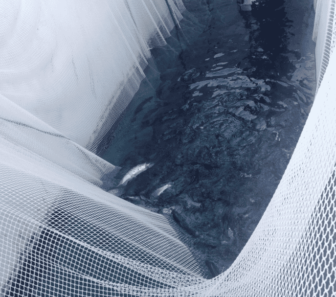 smolt being released in the system