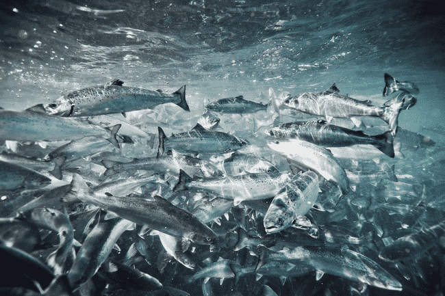 School of salmon swimming in sea pen.