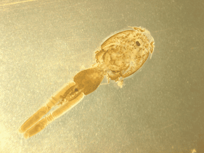 Closeup of a single sea louse