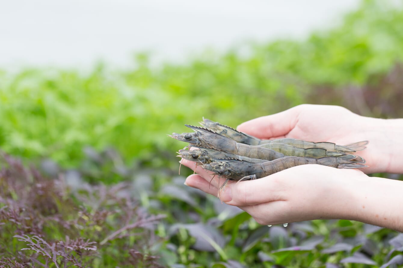 A person holding shrimps.