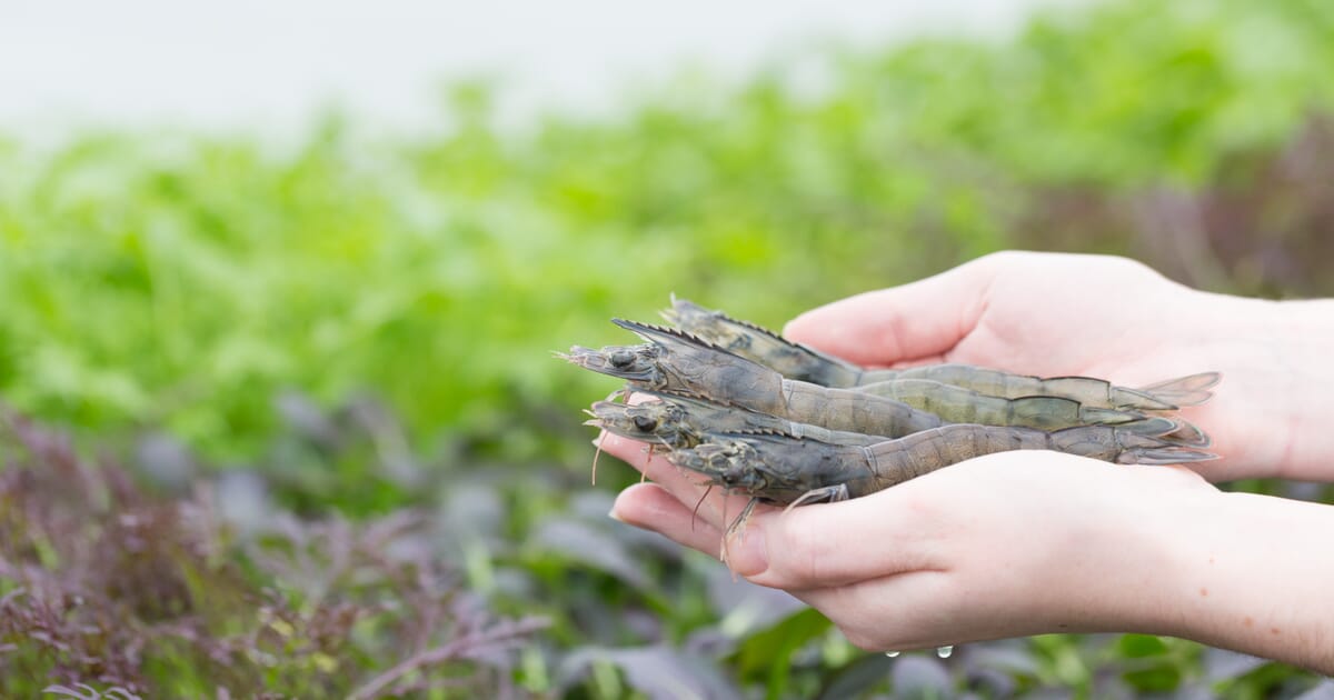 Saline solution: rethinking shrimp farming in France