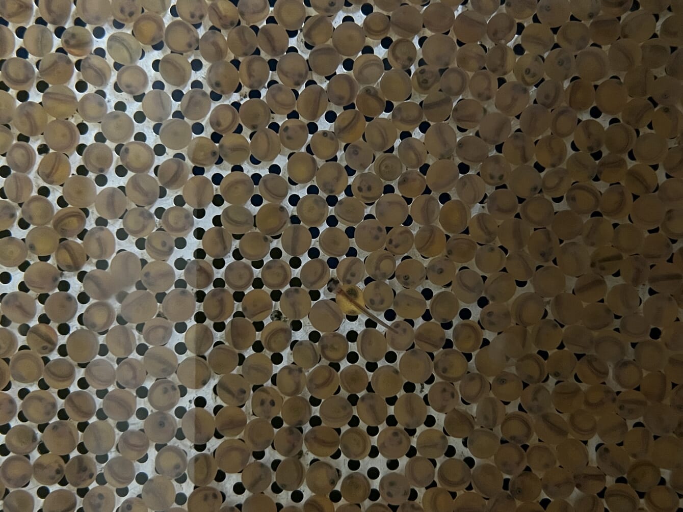 A close up photo of many eggs in an Arctic char aquaculture farm.