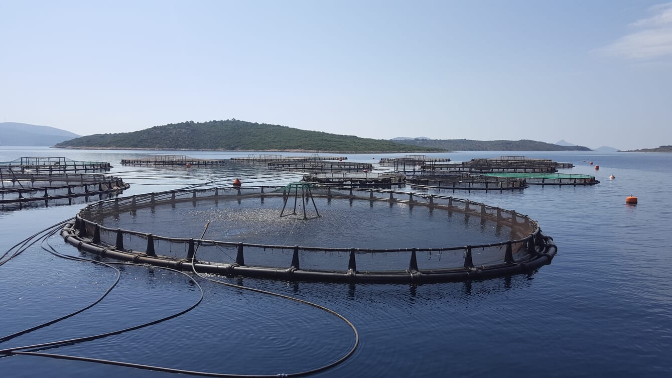 Tackling the poaching problem at fish farms in the Med