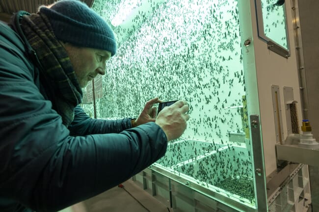 un hombre fotografiando moscas con un smartphone