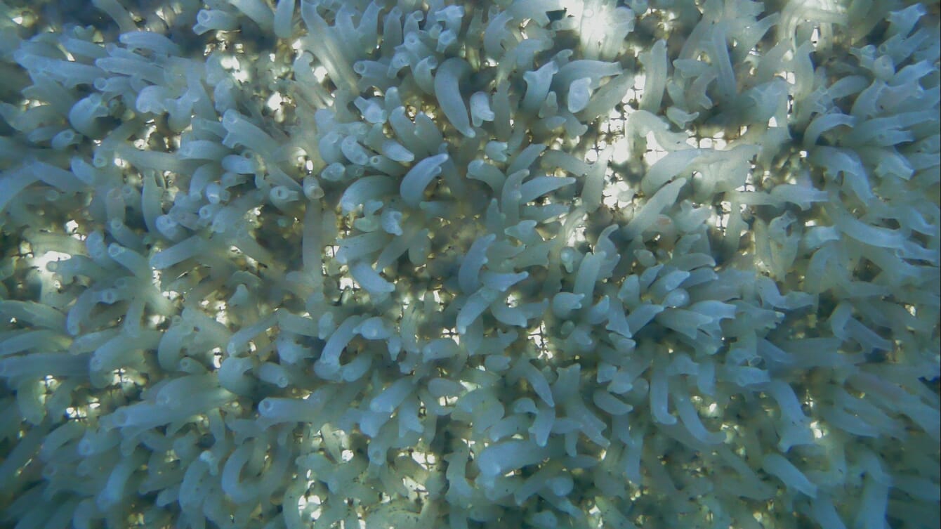 Esguichos-do-mar crescendo em uma rede.