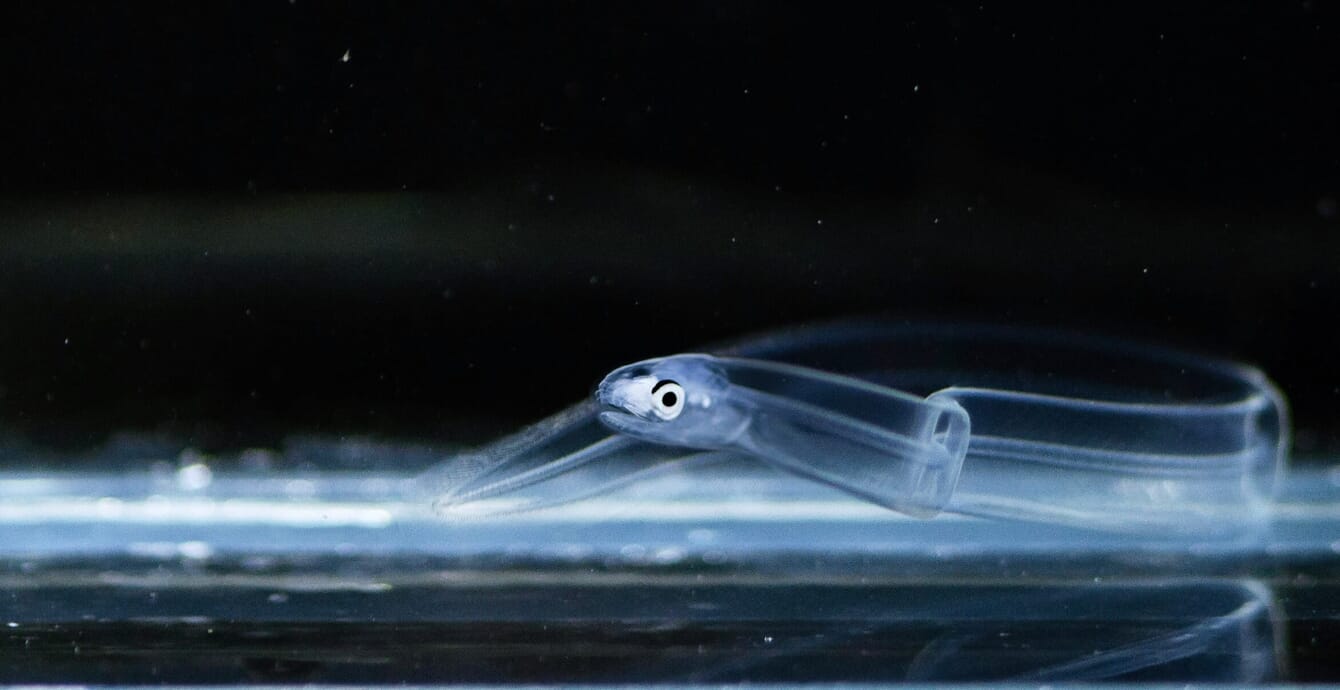 A closeup of a transparent eel in a fish tank.