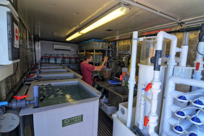 A man inside a compact aquaculture farm held within a container.