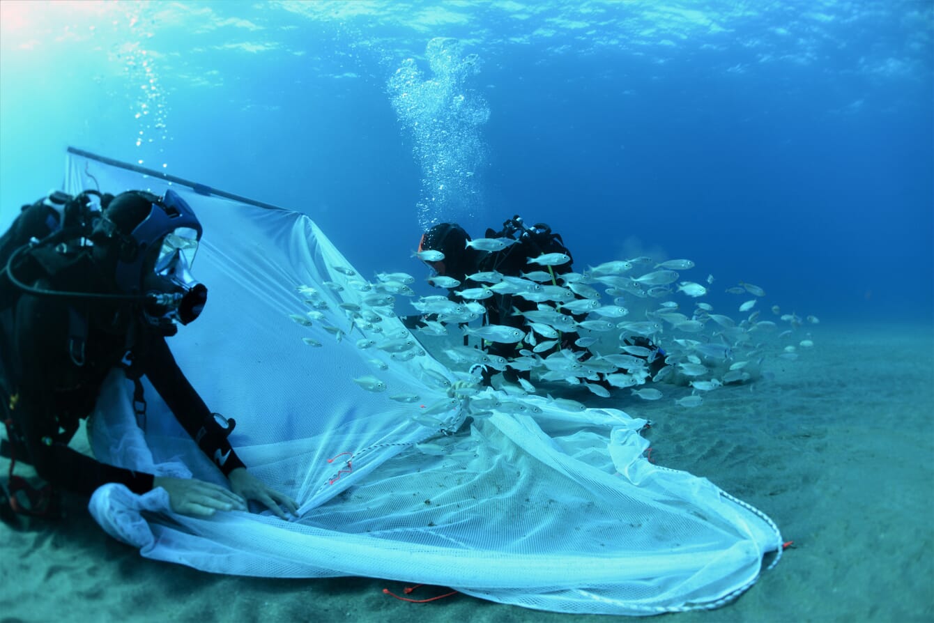 Two divers releasing wild fish into the nature using a net.