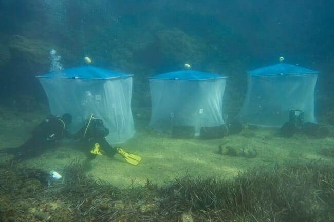 Divers monitoring underwater nets with fish inside them.