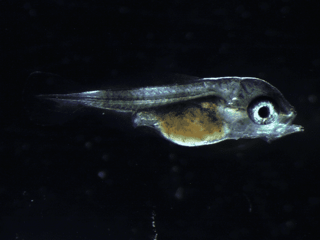 A close-up of a fish in a petri dish under a microscope.