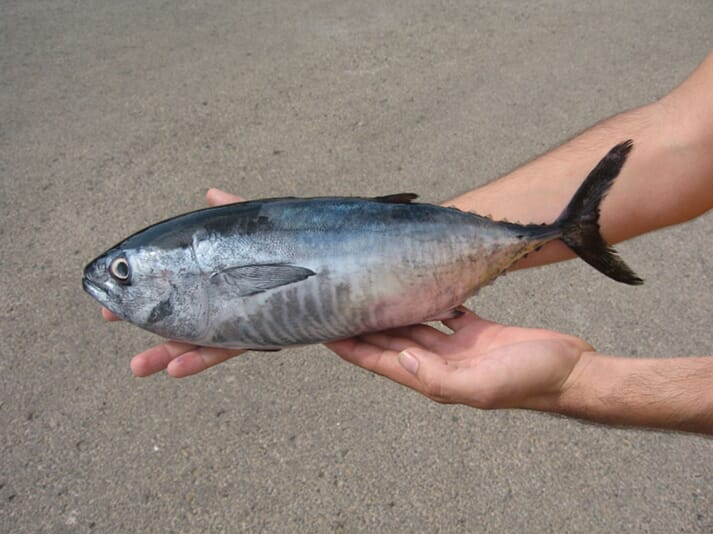 Hatchery-produced tuna, 125 days after hatching