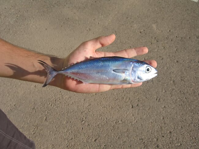 Hatchery-produced bluefin tuna