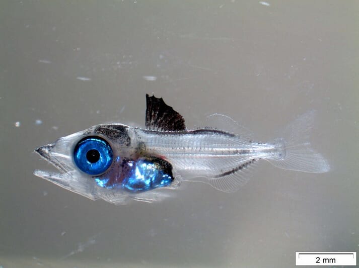 A hatchery-produced bluefin tuna fry, 18 days post-hatching
