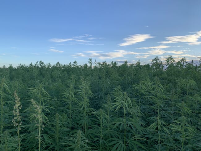 a field of hemp plants