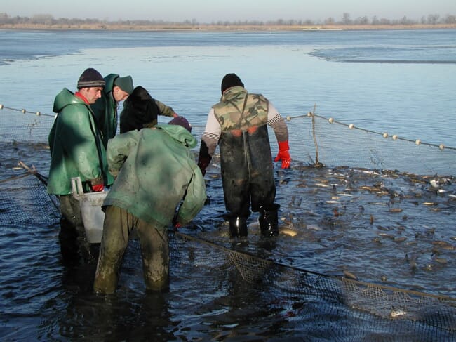 Fish farmers harvesting carp in Hungary.