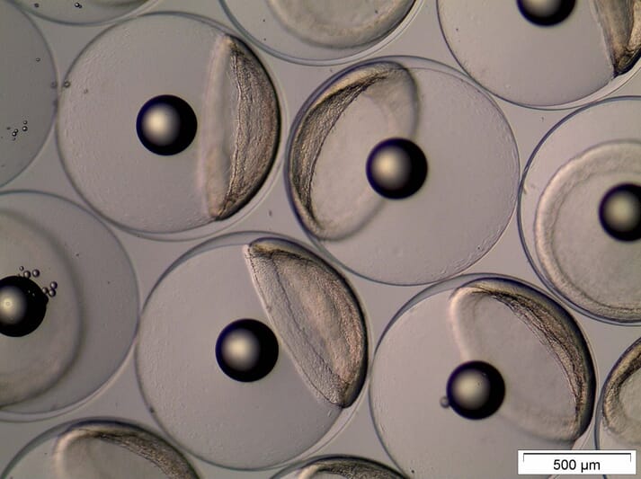 Close-up image of tuna eggs with dark nucleus