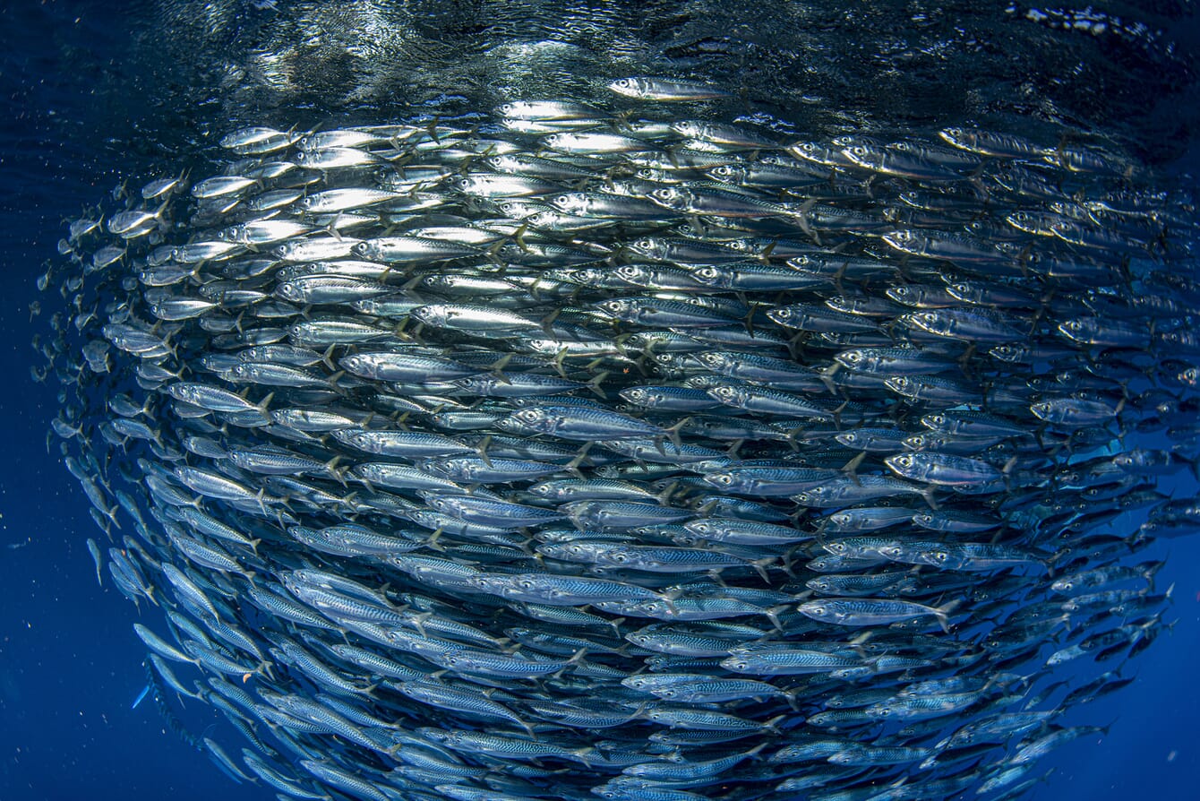 A group of mackerel fish swimming in the ocean.