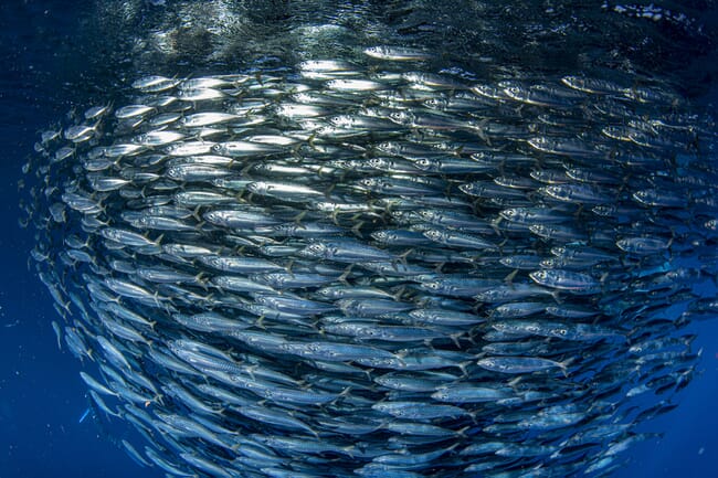 A shoal of mackerel.