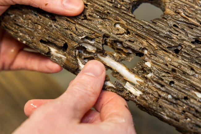 Driftwood with a shipworm burrowing within it.