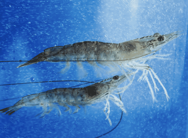 Up-close of two shrimp swimming in a tank full of nano-bubbles.