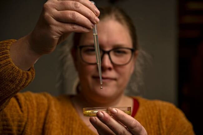 Lead researcher, Marie Lillehammer holding up a glass pipet and dropping micro-algae into a Petri dish